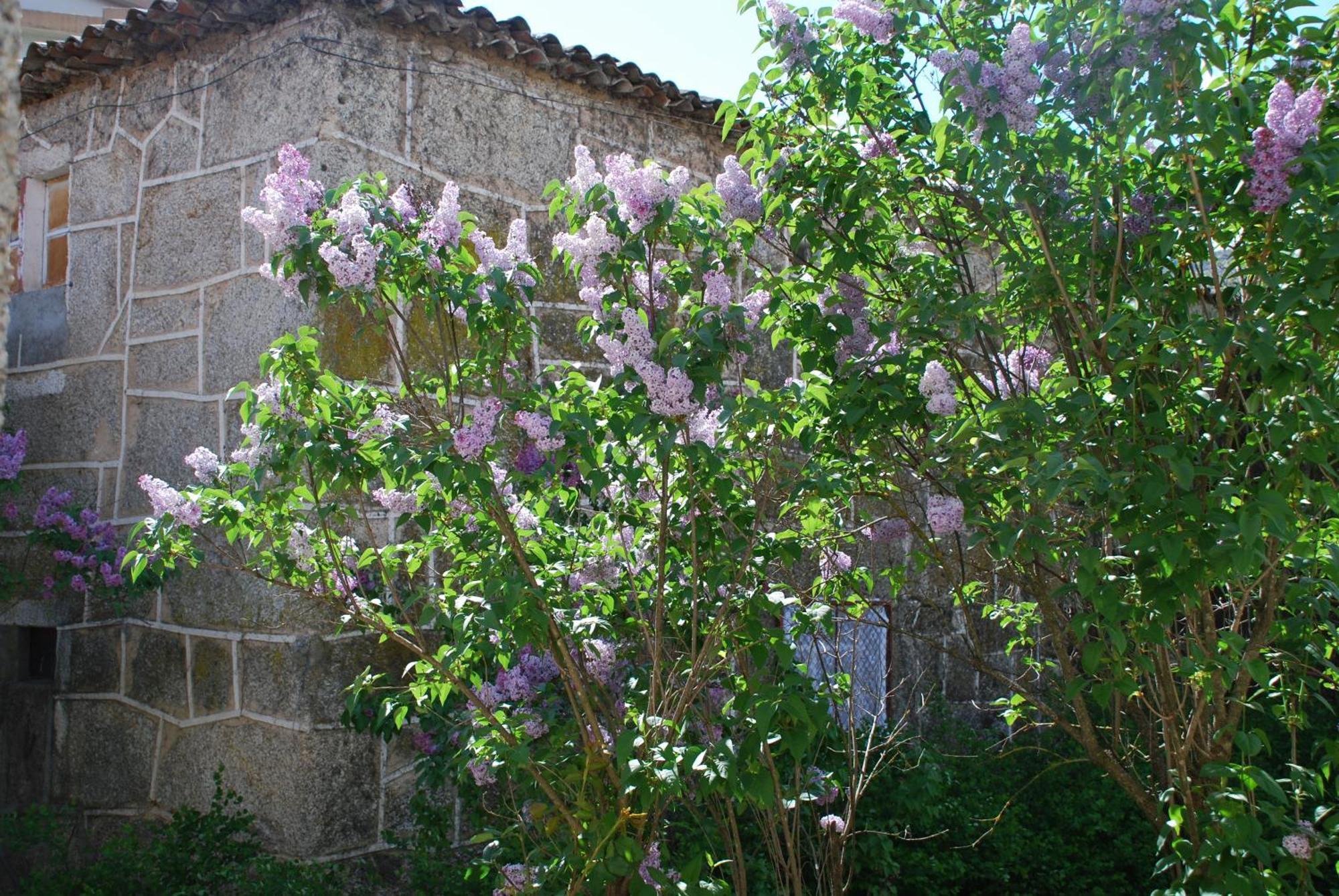 Villa Refúgio de Calheiros Covilhã Exterior foto